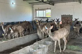 铜川市印台区阿庄镇：特色养殖开辟致富“鹿”图片