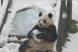 萌晕了！西安初雪大熊猫撒欢玩雪图片