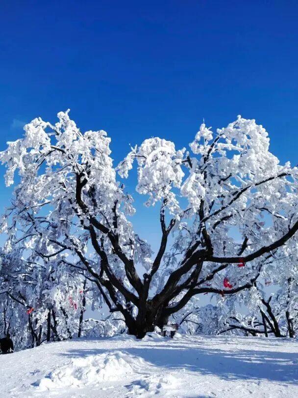 年假清零，总要留几天给洛阳