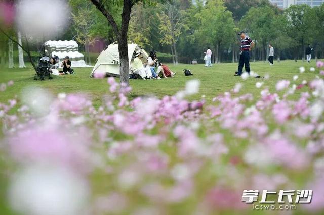 长沙这片花海，火了！