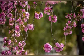 南漳：人间芳菲四月天 邂逅晚樱正当时图片