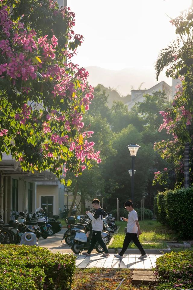 闽侯异木棉全盛登场！是谁的大学这么浪漫呀？
