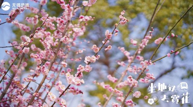 第一波开好了！来无锡邂逅冬日“梅”景