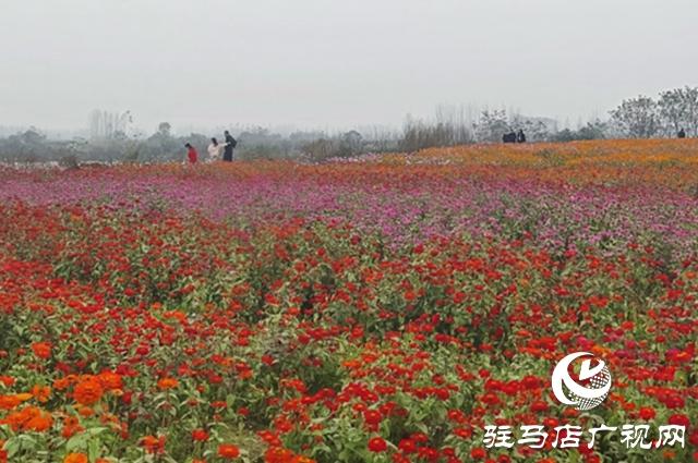 【大美天中】驻马店天边花海逆势绽放 寒冬里藏着“春日盛景”