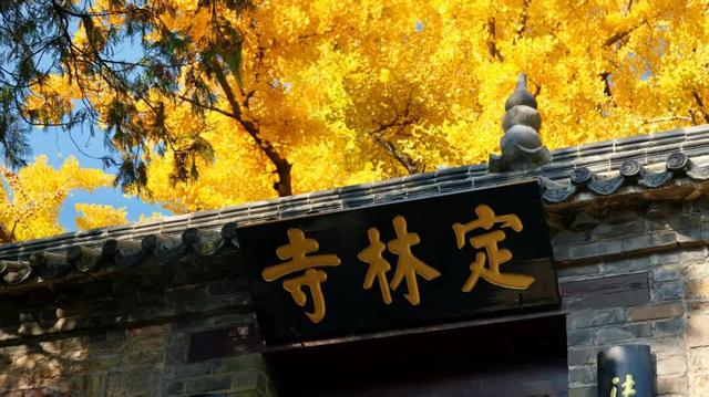 赵立坚微博打call日照银杏古树！附高清大图+进阶玩法！