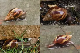 雨后福建等地出现很多大蜗牛！专家提醒：不要随意触碰和食用！图片