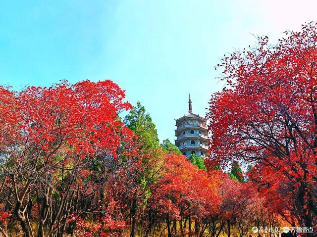 醉美深秋！济南红叶谷红叶引来大批游客