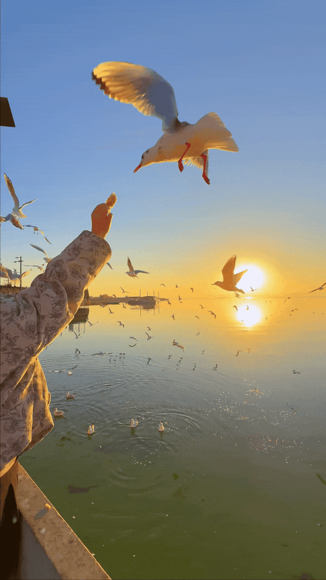 都是小众打卡点！在这些地方看海鸥，景美鸥多还诗意满满~