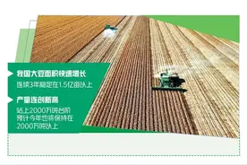 稳步提升国产大豆产能和自给率图片