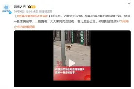柯基冲着狗肉店狂叫 拍摄者：看见店主也叫图片
