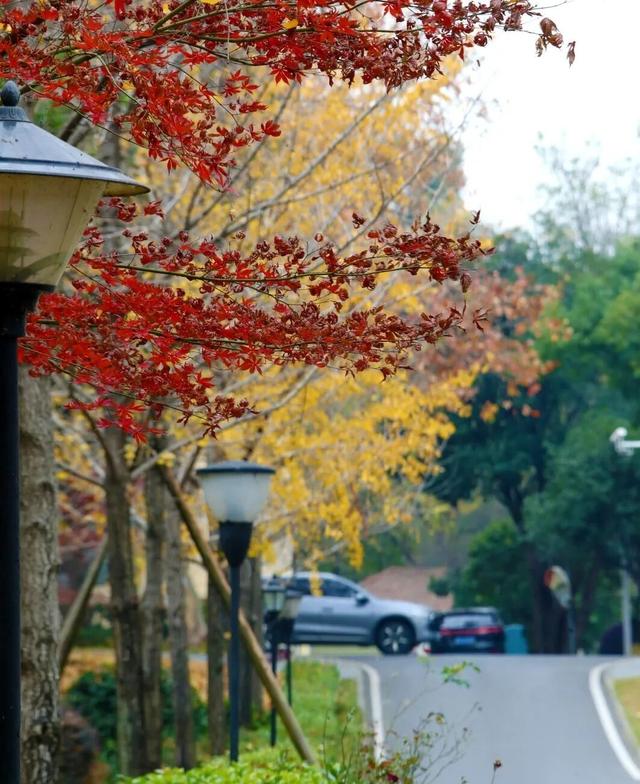 人少景美！洪山5处打卡地，周末约起
