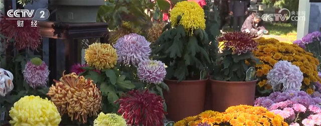 秋日“限定版”美景催热赏秋游 消费市场释放高质量发展新潜力