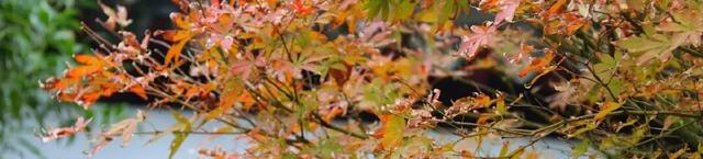 开州确定20处绝佳观赏点，这份宝藏地图请收藏！