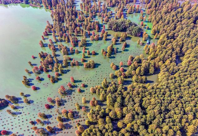 庐江万株池杉浓烈“红妆”吸引游客打卡