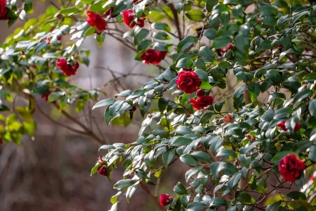 美人梅、茶梅已苏醒！在上海这个公园撞入粉色冬天→