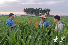 看两会 聊“三农” | 提升玉米蛋白含量，山东育种人“走在前”图片