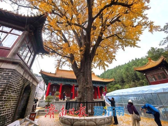 千年银杏披金甲，淌豆寺里醉深秋