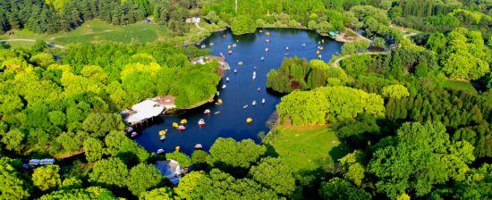 2025上海菊花展在共青森林公园举办 攻略请收好