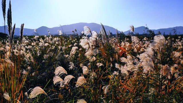 这片“童话森林”，红得如此烂漫！