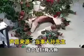 价值五万多的巨骨舌鱼，竟然把自己摔死了，老板：养了6年，老心疼了图片