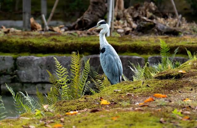 西安冬季观鸟指南 赴一场“飞羽之约”