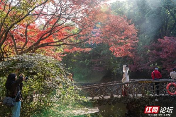 湖南烈士公园槭树湾：深秋不可错过的城市彩色秘境