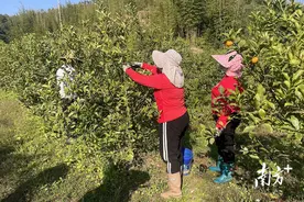 鸡蛋大的脆蜜金桔，佛冈也有！图片