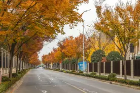 上海落叶景观即将“上线”，46个路段落叶不扫图片