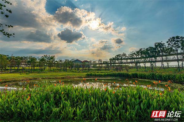 自然就在窗外！大泽湖近自然湿地公园：在城市客厅，邂逅羽翼天堂