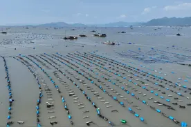 福建霞浦：海带之乡迎来海带收获季图片