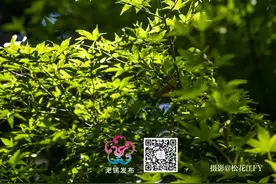 今天起，可查录取结果！图片