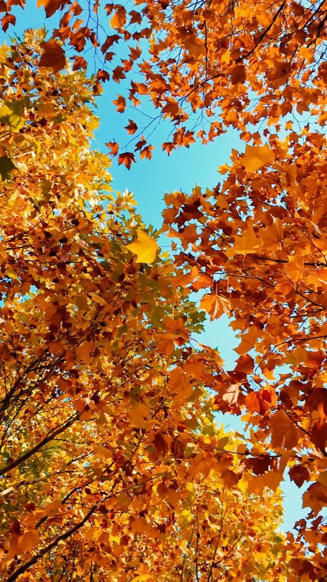 18公里步道免费开放！北京西五环边这个公园迎来最佳观赏期