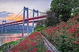 图片新闻|紫薇花开红似火 江滩公园美如画图片