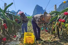 火龙果迎丰收，产业铺就致富路图片