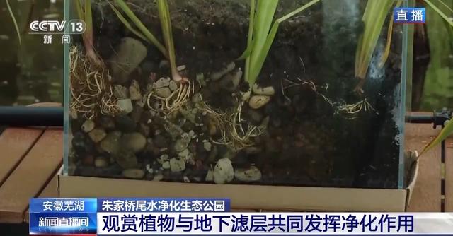 尾水湿地变成生态公园？记者探访芜湖这座会“净水”的公园