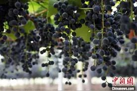 红土地上振兴路：刺葡萄酿出甜蜜新生活图片