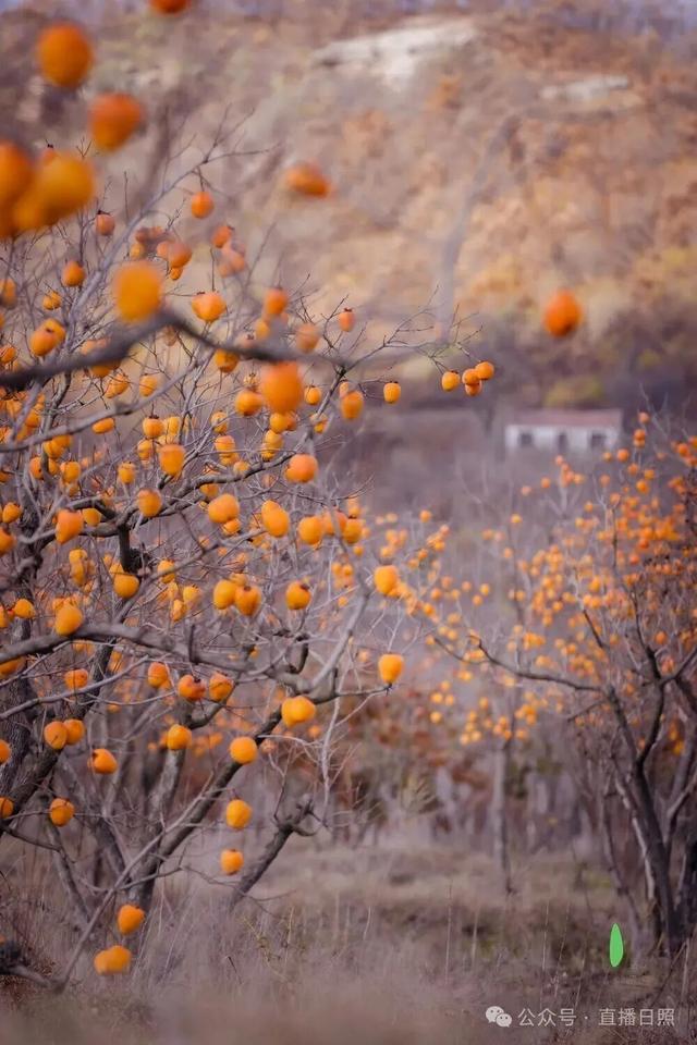 红了！10月下旬至11月上旬，就在日照这里→