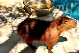 网红“豹警官”有了新伙伴，攀枝花动物园新增卡皮巴拉、土拨鼠等动物图片