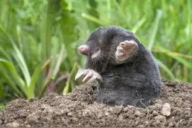 “捕鼹鼠这门技艺历史悠久，它让我过上了体面的生活”图片