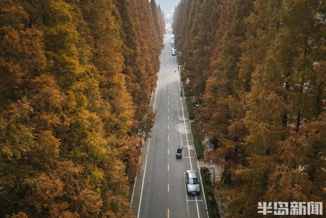 冬游青岛｜这座小村庄里“藏”着一条水杉大道，1978年栽种如今千株傲立！