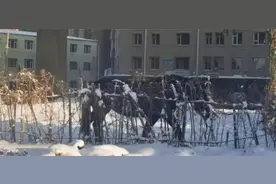 太惊险！突发！长春市迎宾路上4匹马脱缰……图片