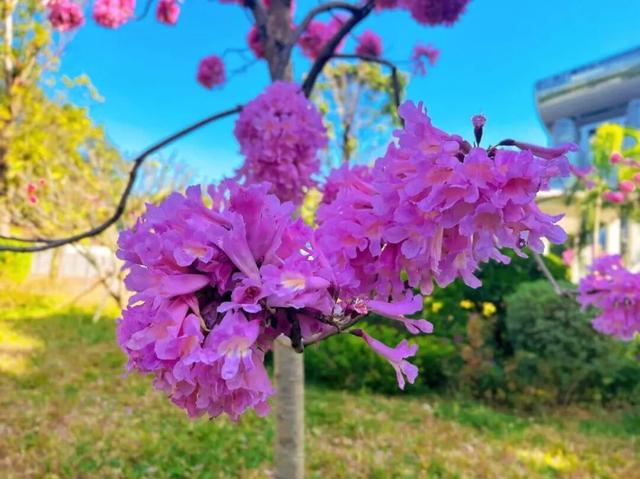 盛花期！流花湖畔迎来“冬日浪漫”！