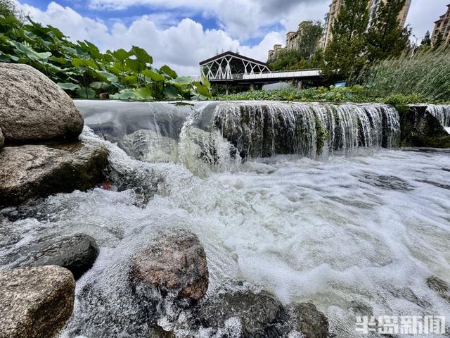 大雨“润色”李村河！碧水映翠柳，荷香满园，尽显生态之美