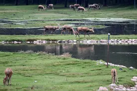 麋鹿回家四十载：从本土灭绝到种群过万图片