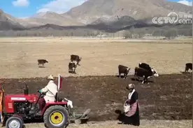 希望的田野生机勃勃 绘就春日好“丰”景图片