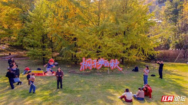 岁暖时刻丨去桐子坳走走：让银杏叶落在肩头，让百年古树的皱纹蹭过掌心