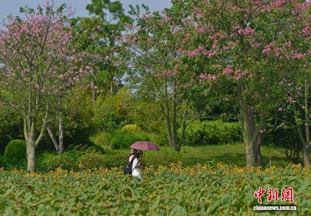 广西南宁园博园花卉盛开 民众踏青赏秋景
