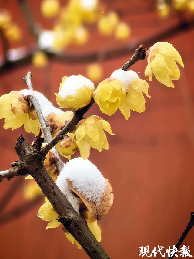 红墙白雪蜡梅香，明孝陵定格中式美学“天花板”