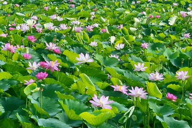 网络中国节·七夕丨属于沛县的专属浪漫记忆……
