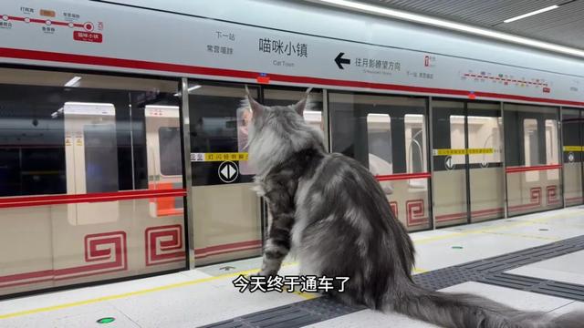 博主为猫咪打造专属地铁，网友：以为是AI，结果是手作？